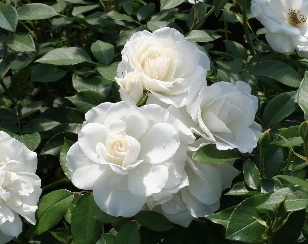 'Iceberg' Rozelaar