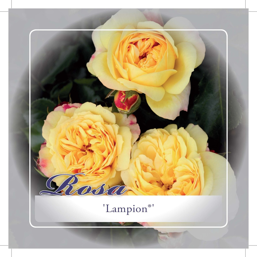 'LAMPION'® ROSIER BUISSON À GRANDES FLEURS