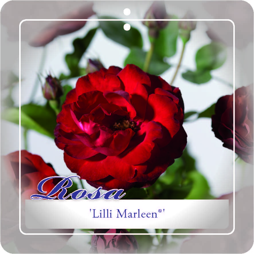 Lilli Marleen'® Trosroos