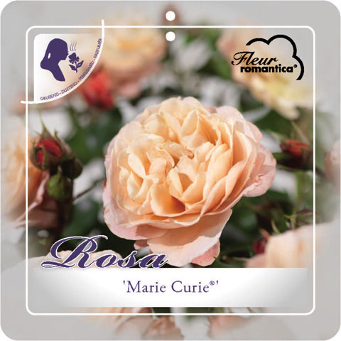 'Marie Curie'® Trosroos