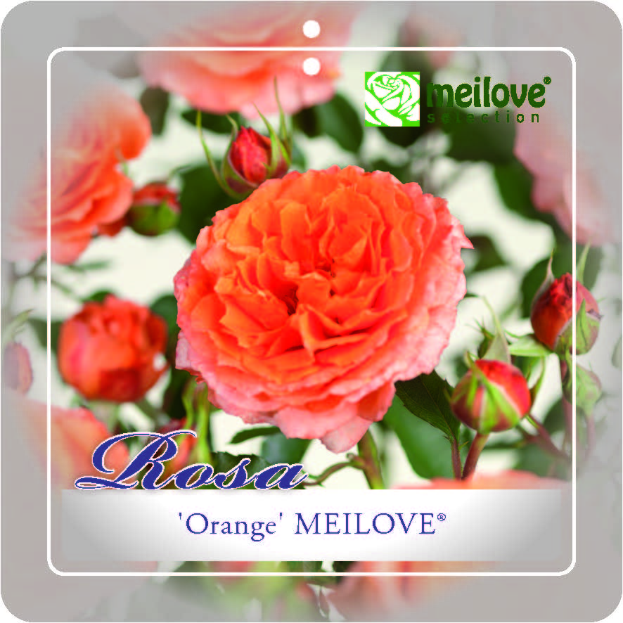 'ORANGE MEILOVE'® ROSIER BUISSON À FLEURS GROUPÉES