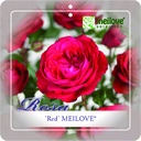'RED MEILOVE'® ROSIER BUISSON À FLEURS GROUPÉES