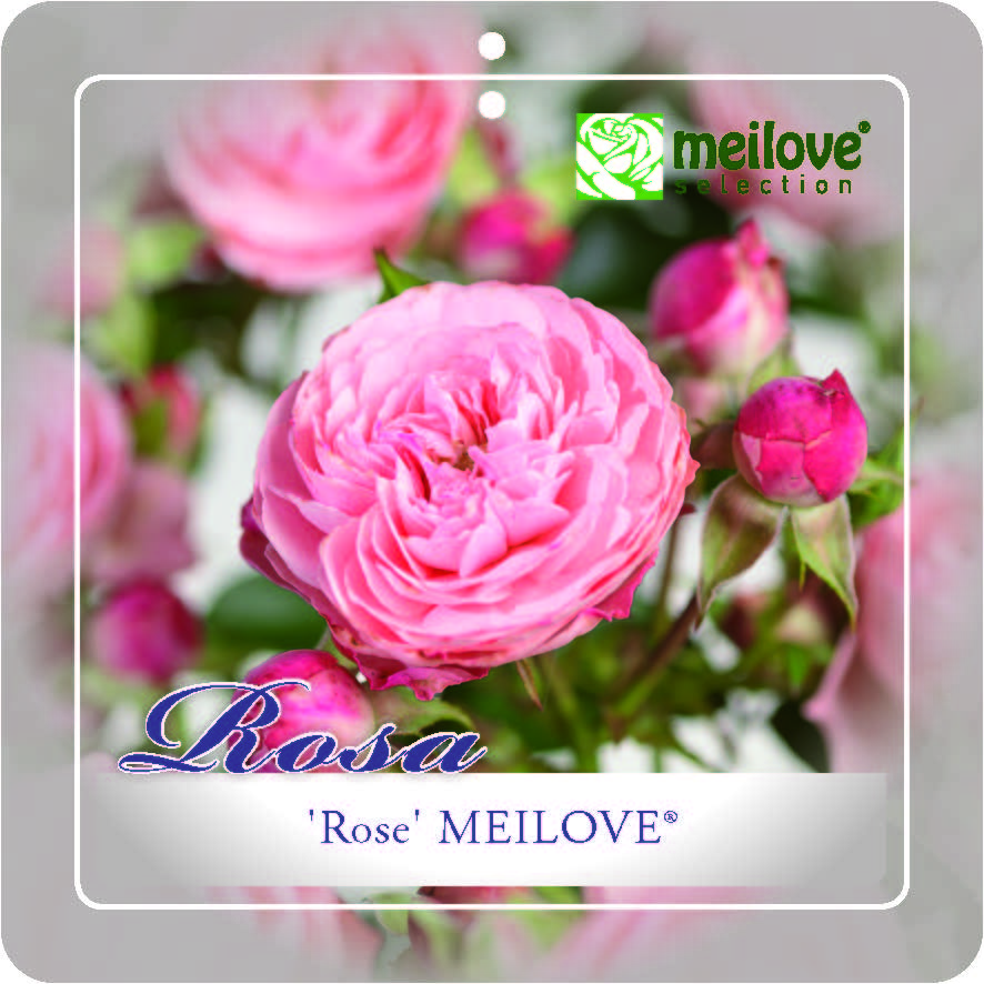 'Rose Meilove'® Trosroos