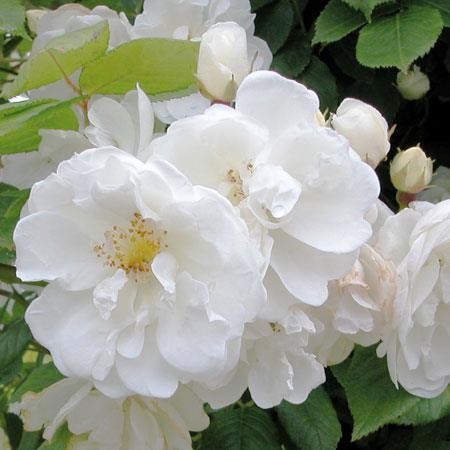Rosa 'Neige d'été ® (Lens)