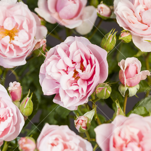 'Natasha Richardson'® Trosroos