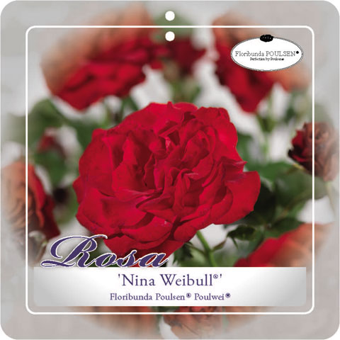 'Nina Weibull' Rozelaar