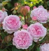 'Olivia Rose Austin'(TM) Engelse roos Grootbloemig