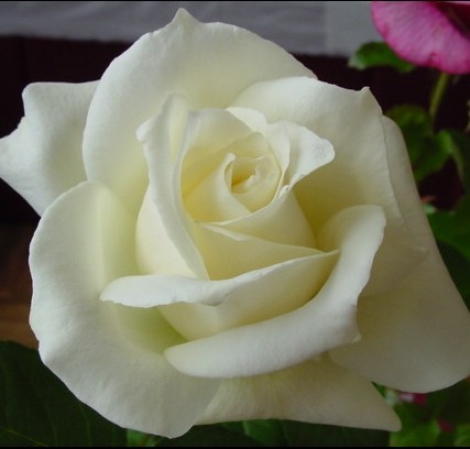 'PASCALI' ROSIER BUISSON