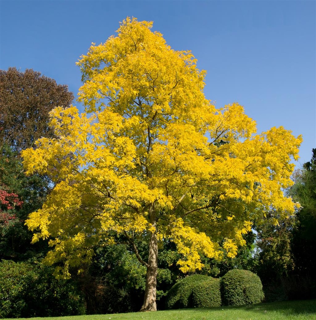 FAUX ACACIA