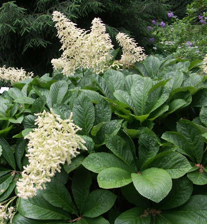 RODGERSIA