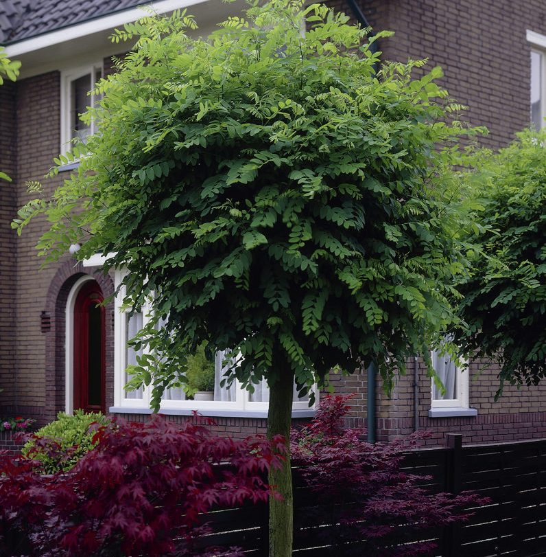 Robinia pseud. 'Umbraculifera'