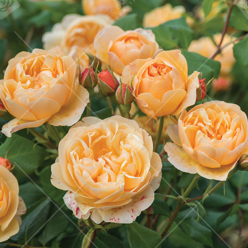 'ROALD DAHL'® ROSIER ANGLAIS À GRANDES FLEURS