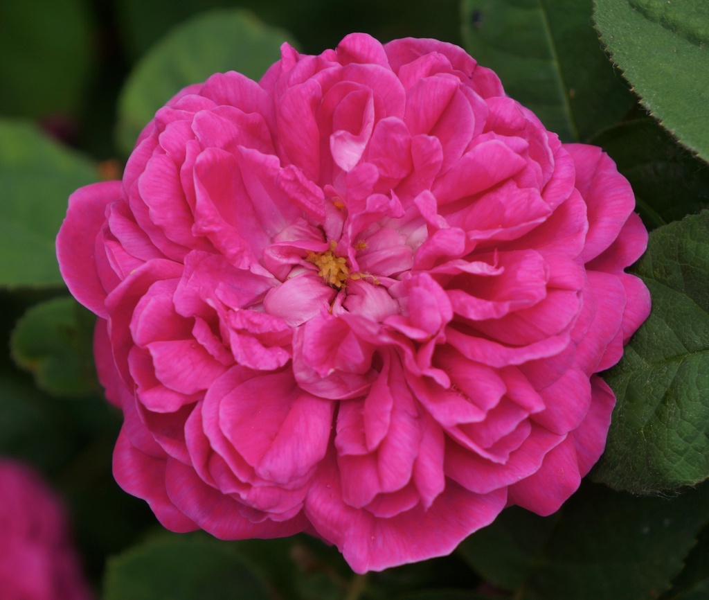 'ROSE DE RESCHT'® ROSIER ANGLAIS