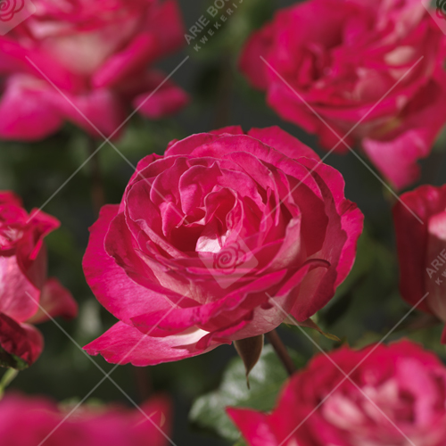 'ROSE GAUJARD' ROSIER BUISSON À GRANDES FLEURS
