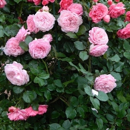 'Rosengräfin Marie-Henriette'® Rozelaar PARFUMA