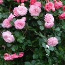 'Rosengräfin Marie-Henriette'® Rozelaar PARFUMA
