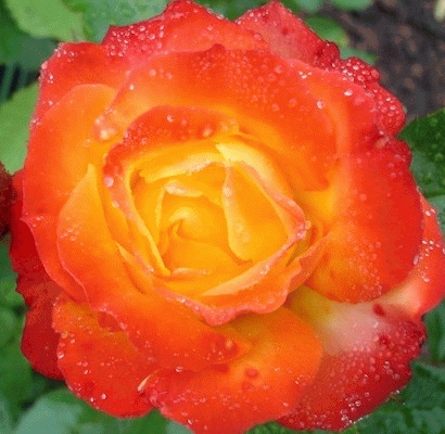 'Rumba' Rozelaar