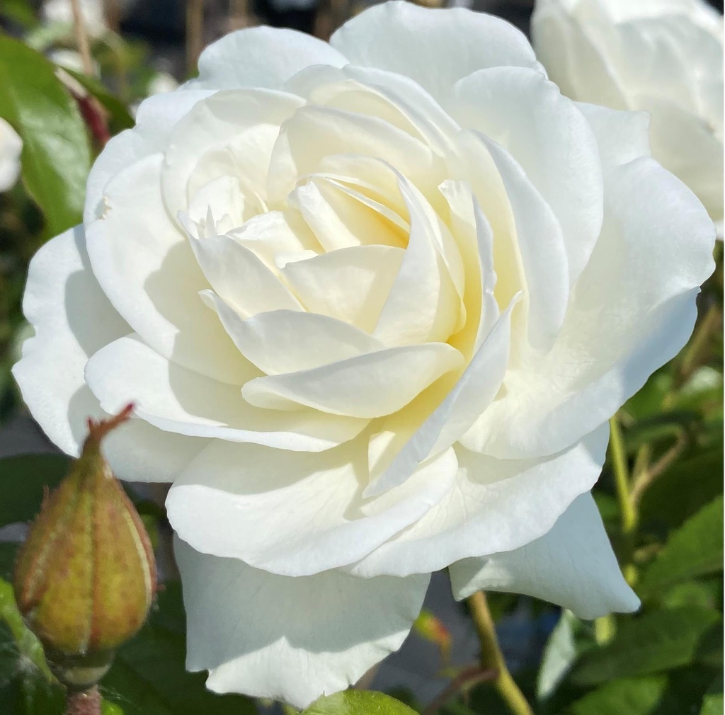 'SCHNEEWITTCHEN'® ROSIER BUISSON