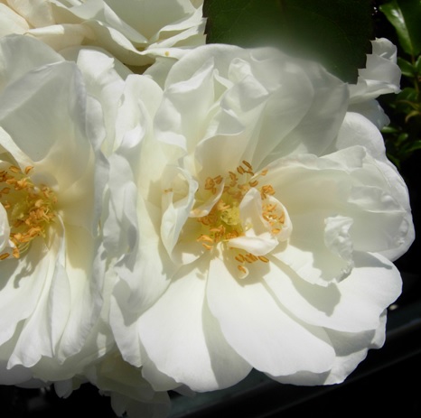 'Schneeflocke'® Flower Carpet Rozelaar
