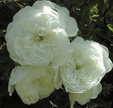 'SEA FOAM' ROSIER BUISSON