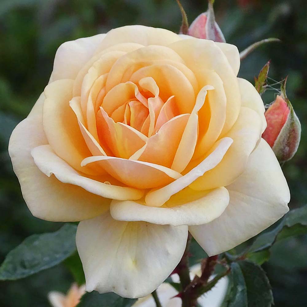 'SWEET HONEY'® ROSIER BUISSON À FLEURS GROUPÈES