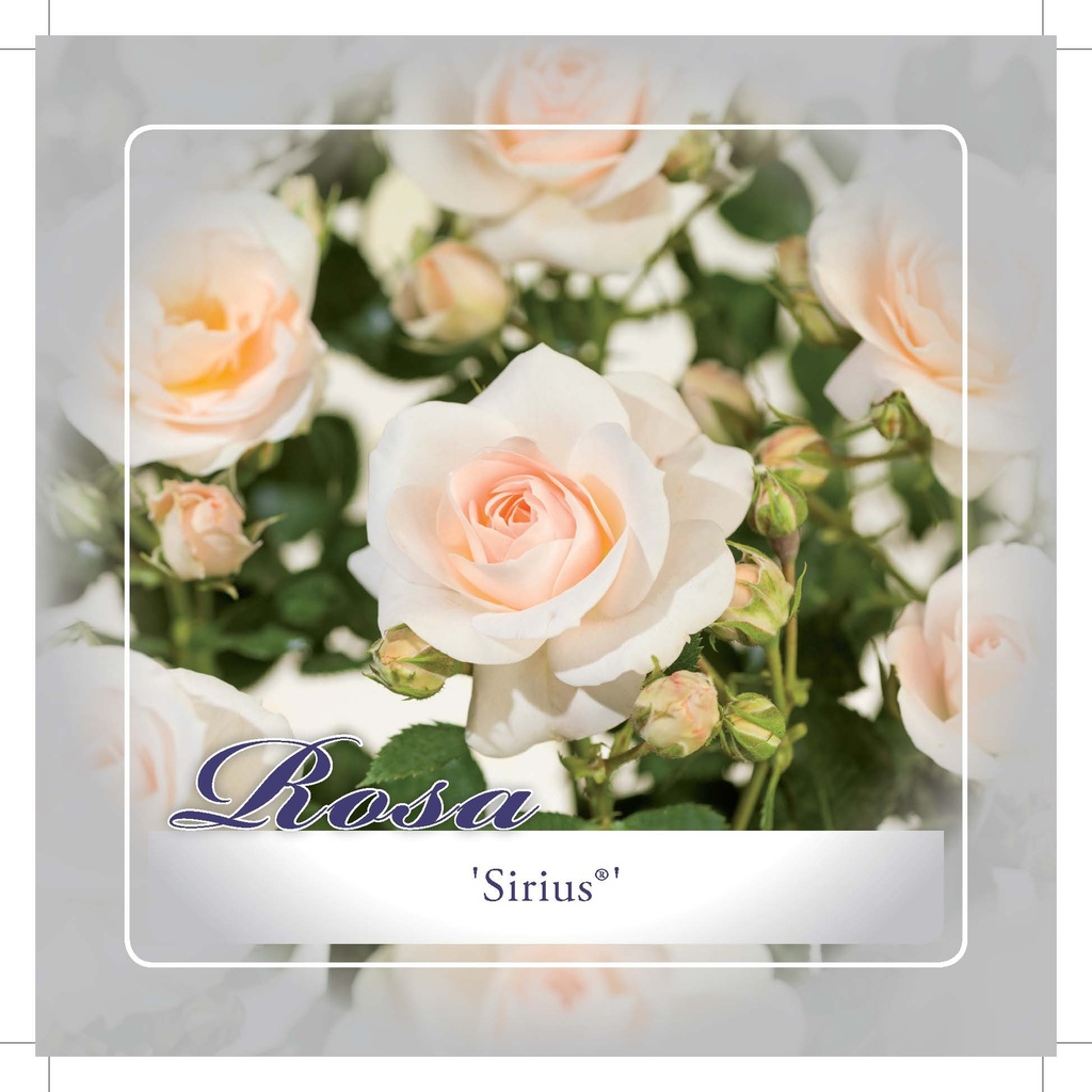 'Sirius'® Trosroos