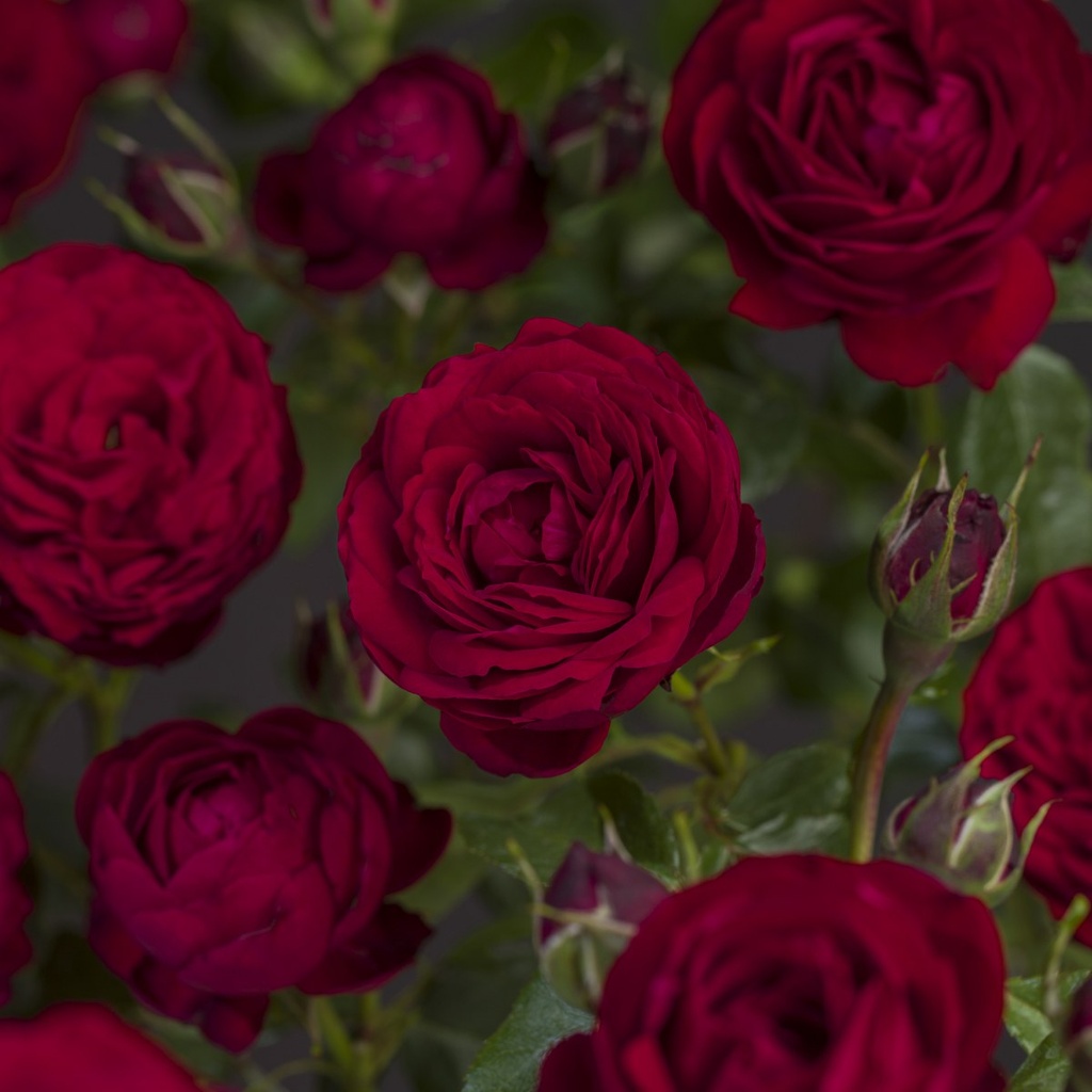 'TILL EULENSPIEGEL'® ROSIER BUISSON À FLEURS GROUPÉES