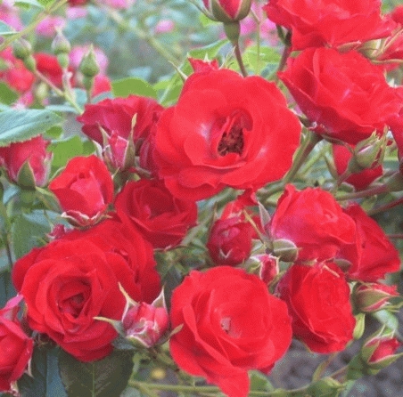 ROSIER 'THE FAIRY' ROUGE