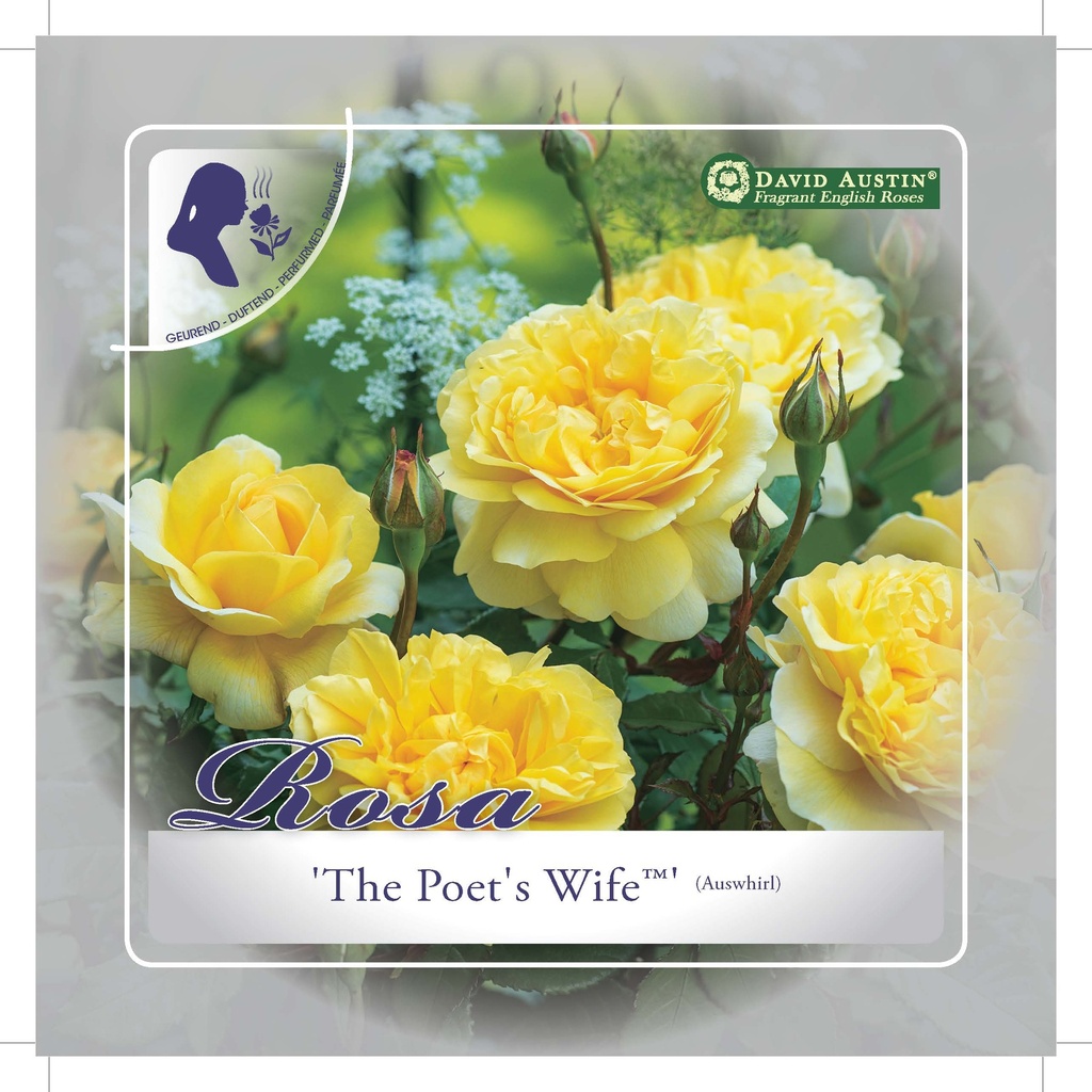 'The Poet's Wife'® Engelse roos Grootbloemig
