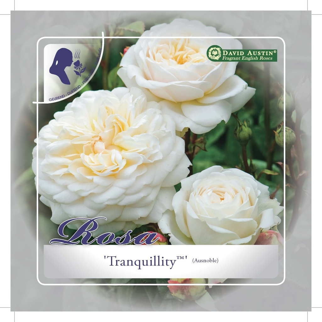 'Tranquillity'(TM) Engelse roos Grootbloemig