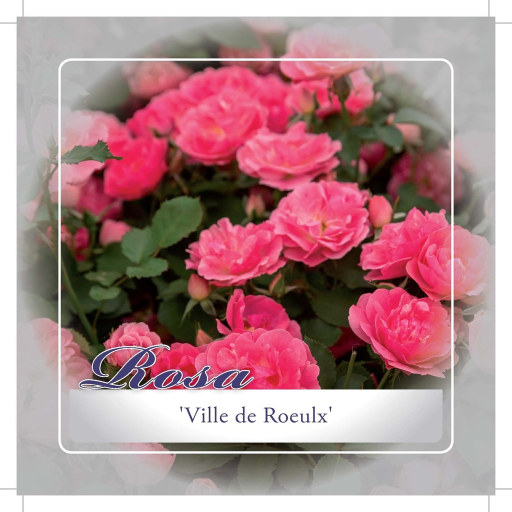 'Ville de Roeulx' Rozelaar