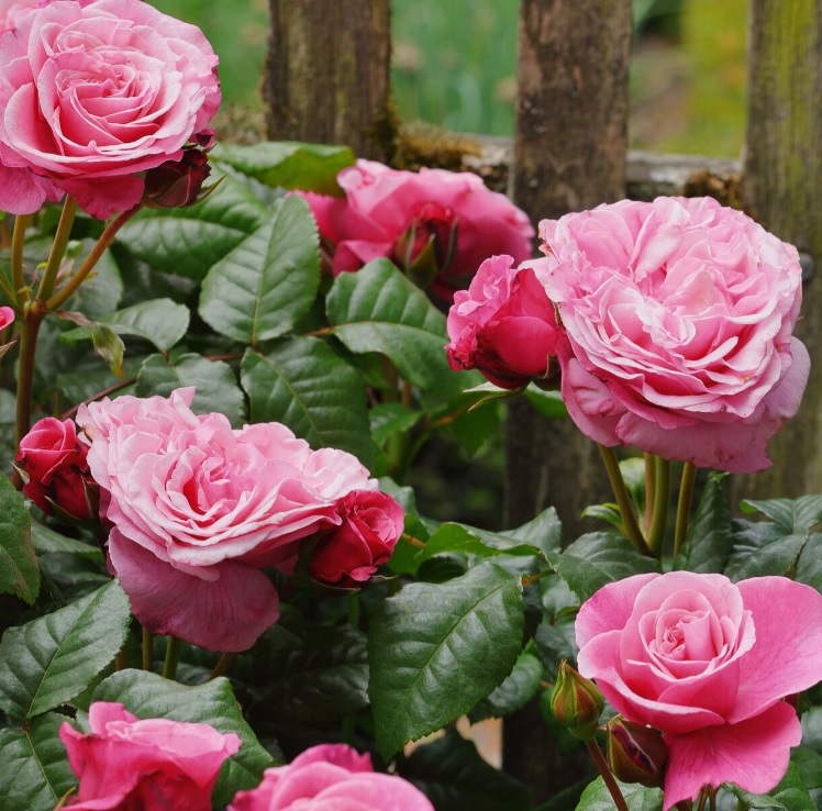 'Wildberry'® Trosroos