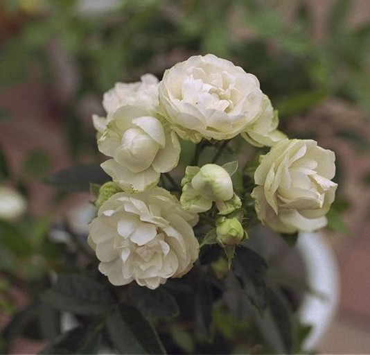 'White-Koster'  Kosterrozelaar