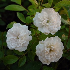 'White Fairy' Rozelaar