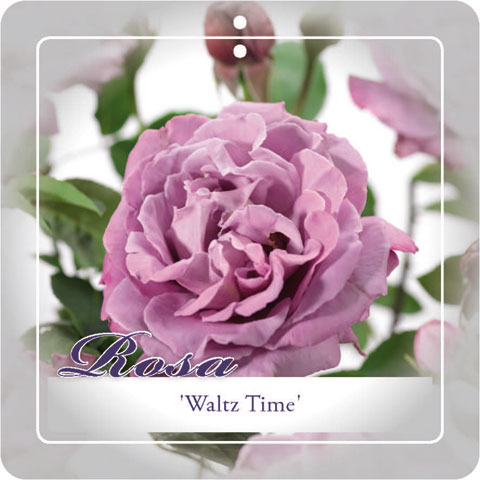 'Waltz Time'® Trosroos Grootbloemig