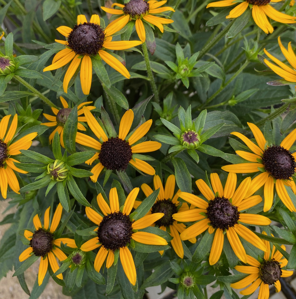 Rudbeckia fulgida 'Goldsturm'