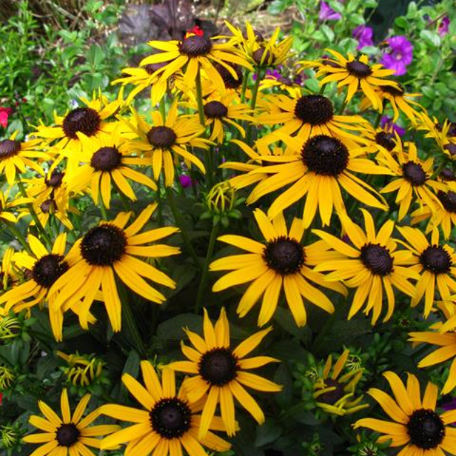 Rudbeckia fulgida 'Little Goldstar'