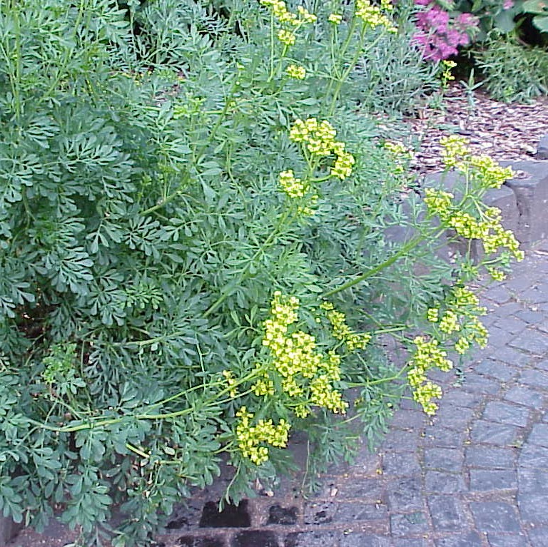 RUE