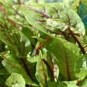 OSEILLE SANGUINE