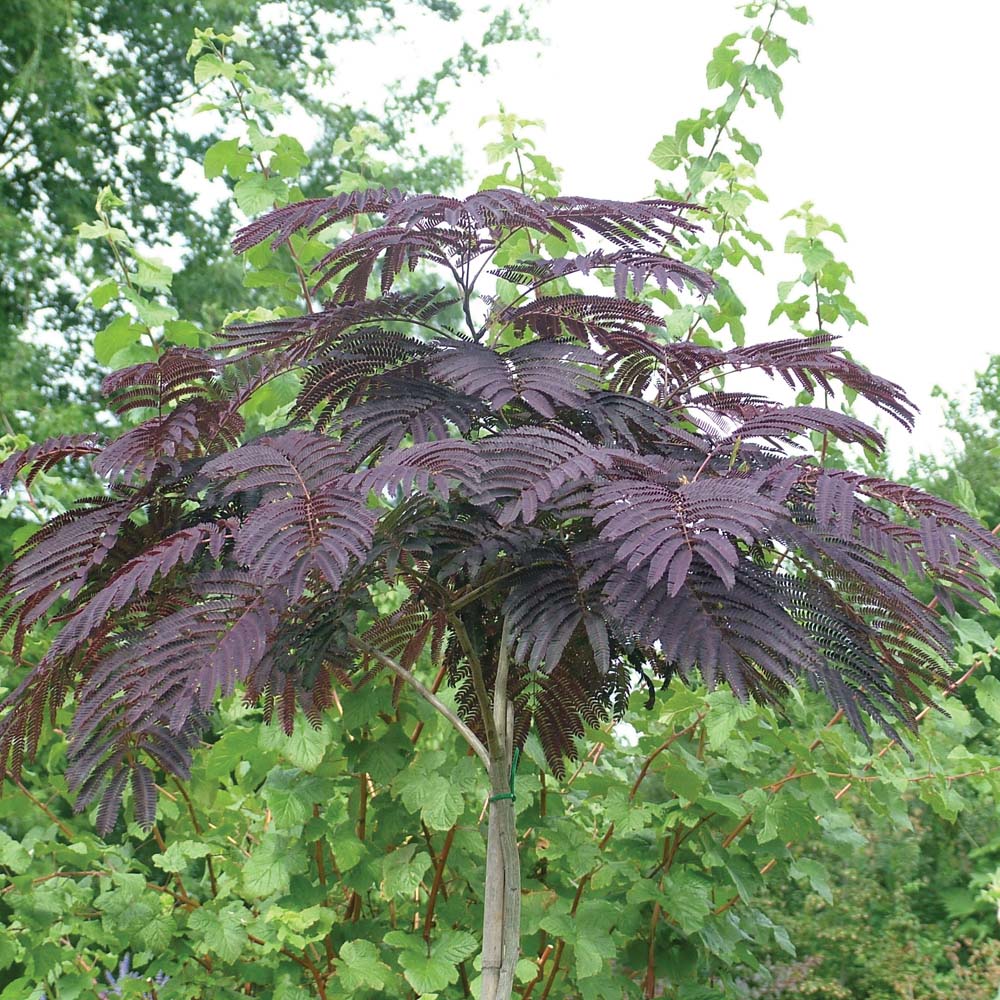 ARBRE DE SOIE