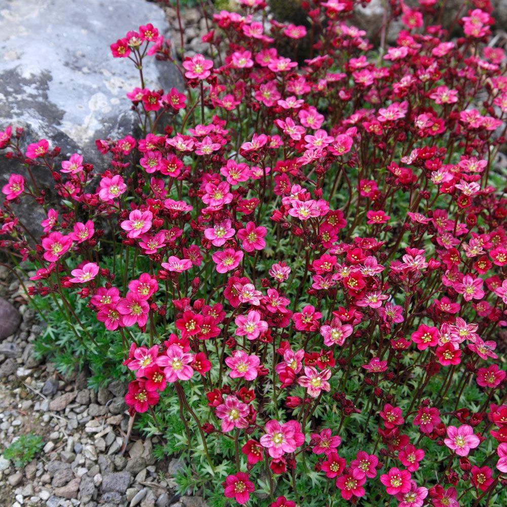 Saxifraga arendsii 'Peter Pan'
