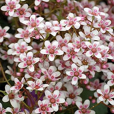 SAXIFRAGE