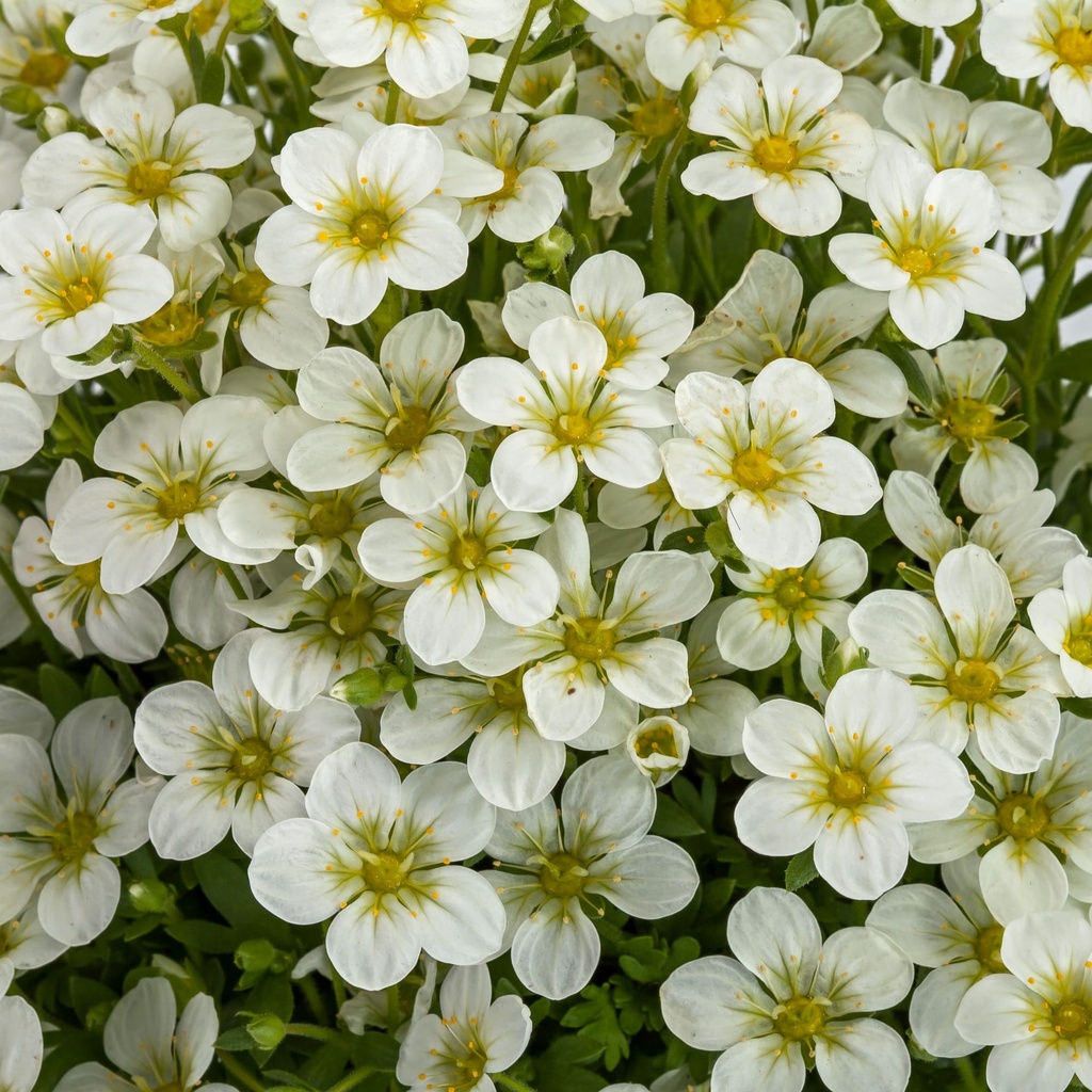 Saxifraga (A) 'Touran Limegreen'
