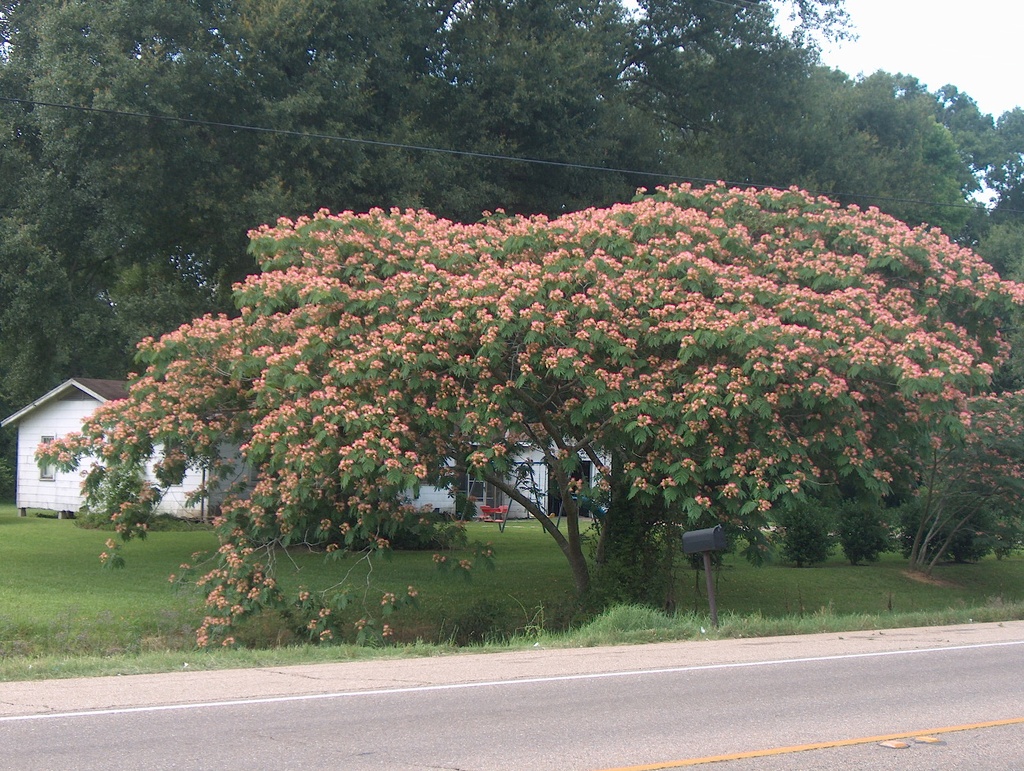 ARBRE DE SOIE