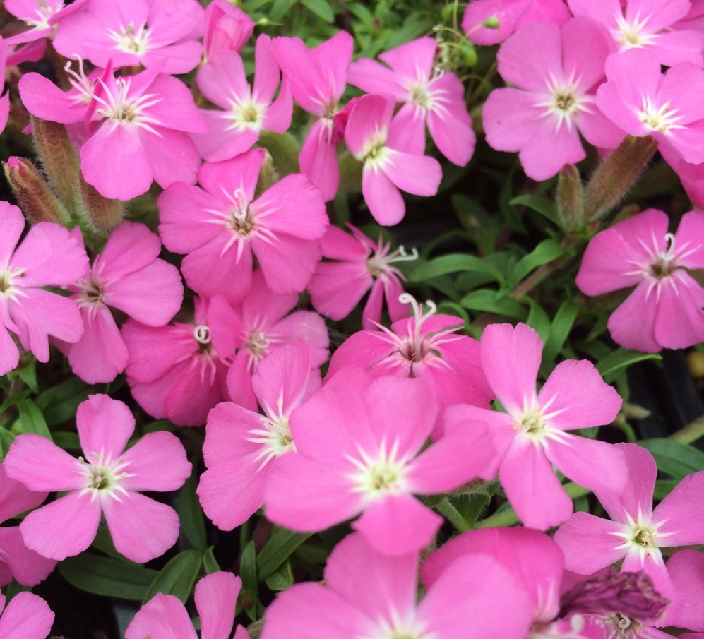 Saponaria 'Bressingham'
