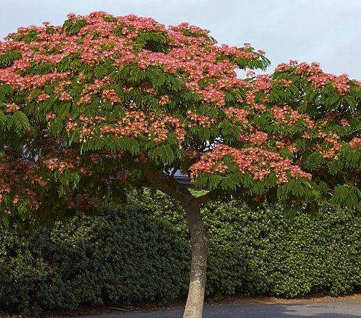 ARBRE DE SOIE