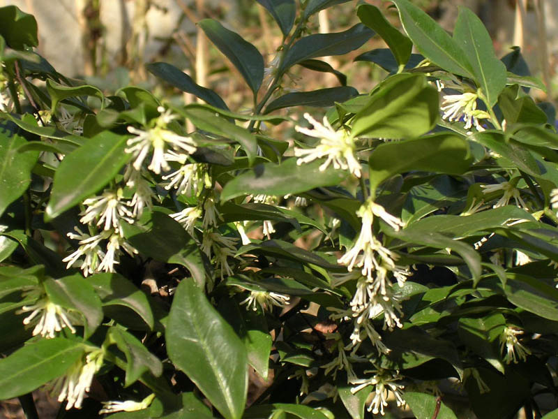 SARCOCOQUE
