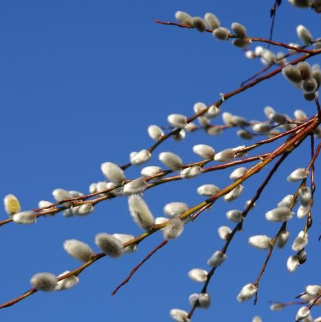 Salix daphnoides