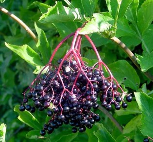 Sambucus nigra