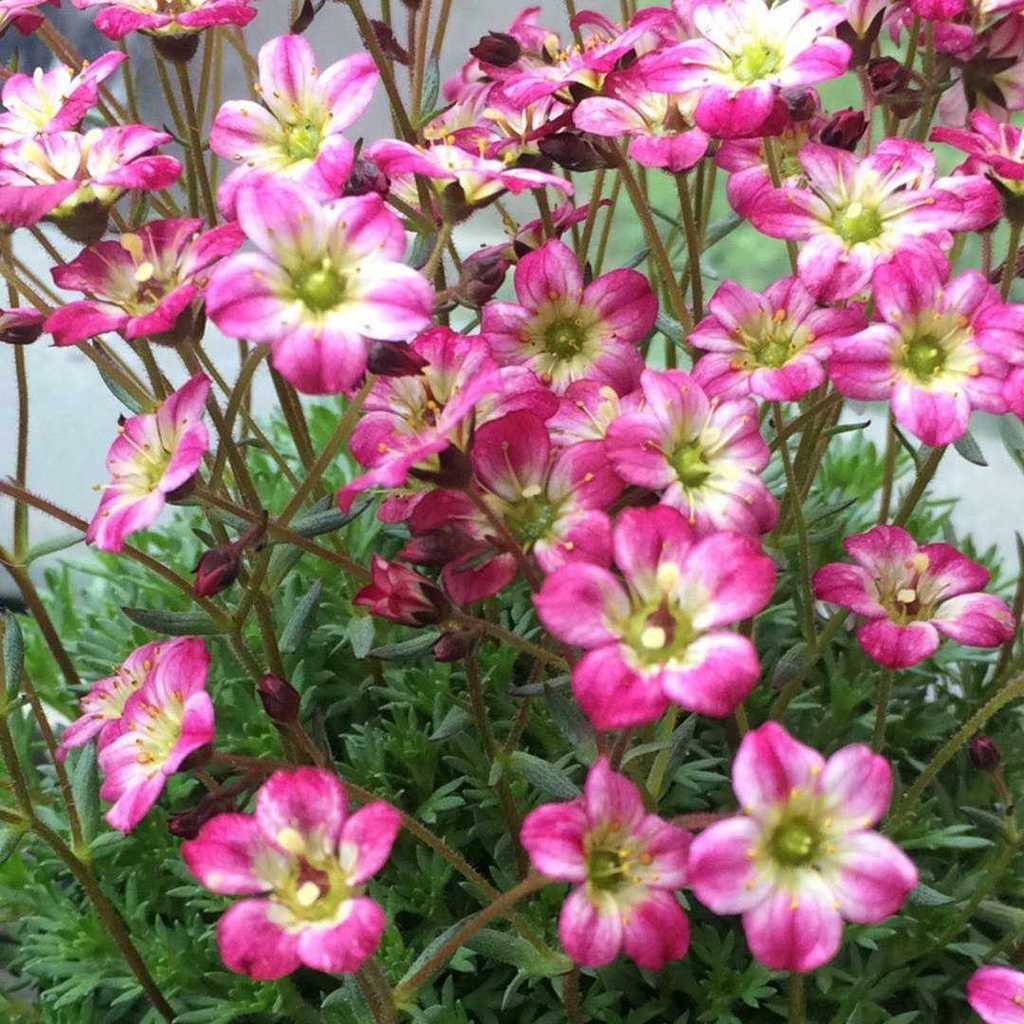 Saxifraga m. 'Cloth off Gold'